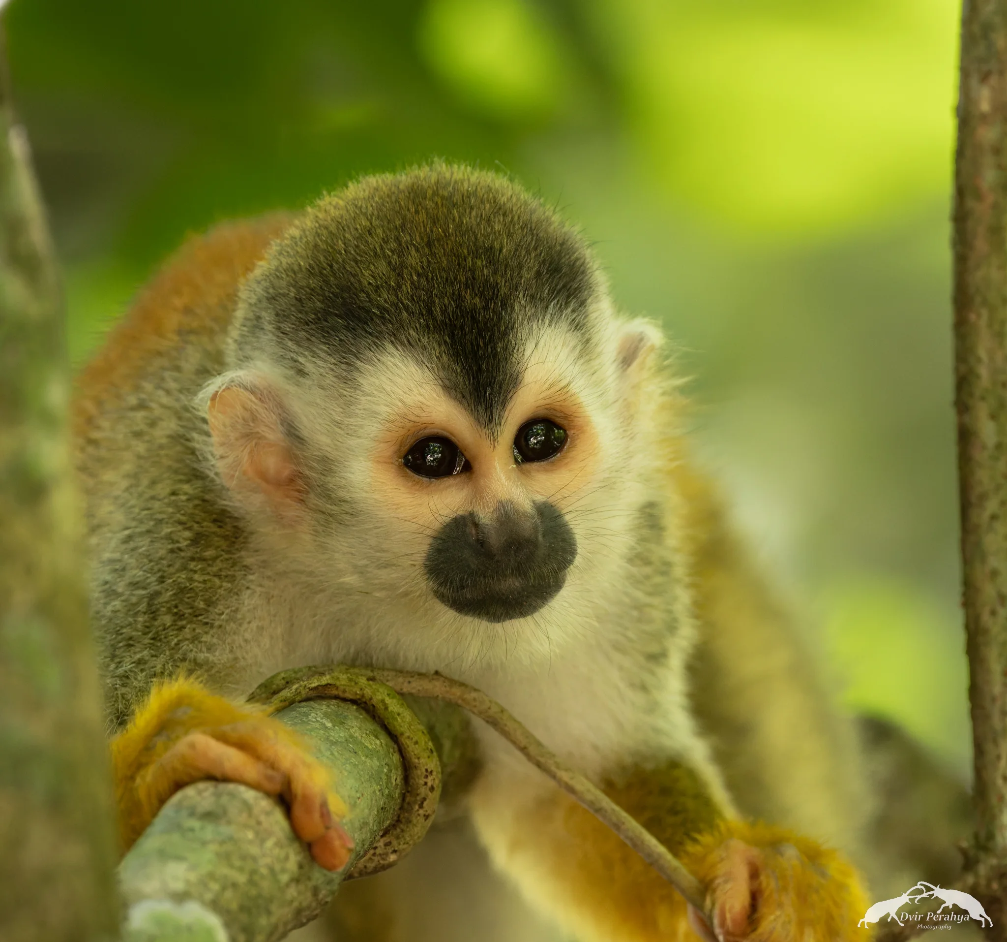 Squirrel monkey, Manuel Antonio